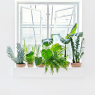 Las 10 Plantas más decorativas